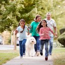 강아지산책 이미지