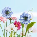 마주(mazoo) 이미지