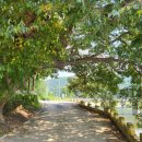 송집수효자각 이미지