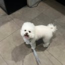 댕댕샤워 이미지