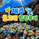 동일하모로 | 제주 돌고래 힐링투어 가격·예약·탑승 후기 총정리