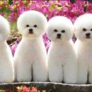 비숑테네리페