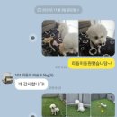 101애견유치원 네이버블로그