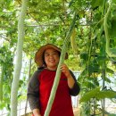 오이씨농장1 이미지