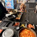 제주리브 | 제주도 애견동반 여행 강아지랑 실버클라우드호 타고 완도 이동 후기