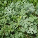 남진농장 이미지