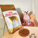 필유인 | 강아지 사료양, 사료교체 방법부터 기호성 솔직 후기