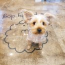 삐삐애견샵 이미지