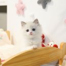 렉돌 냥이 이미지