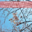 왕지마을회관 | 남해여행중 벚꽃개화 실시간 현황 다랭이마을, 예계마을, 왕지벚꽃길