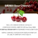 체리 이미지