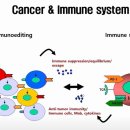 암을 치료하는데 있어 큰 영향력을 줄 수 있는 면역 치료법 이미지