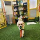 댕냥테라피 이미지