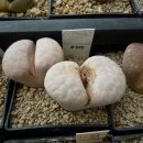 2013투어---ver. lithops 2 (이벤트 있슴돠) 이미지