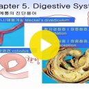 Chap_4_Digestive System of MT 이미지