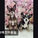 보라애견미용실 - 평택시 안현로서6길 5 | 보라애견미용실