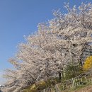 꽃이 피면 | 2026.04 꽃이 피면🌸🌷
