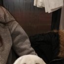 마을애견 이미지