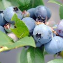 옥종농장 이미지