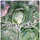 알배기