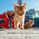 나만의 포트레이트 이미지