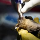 라오스 서식 박쥐서 코로나와 96.8% 일치 바이러스 발견 이미지