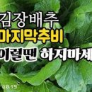 김장배추추비 김장무 키우기 가을 텃밭농사 이미지