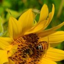 대리만족힐리지 이미지