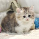 김해굿모닝병원 | 진영고양이분양 김해 진영에서도 투명한 가정묘 만나실 수 있답니다!