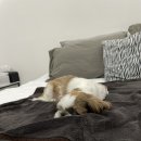 루디아바다 이미지