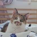 그루밍리본 | 사계절 고양이 방석, 오드팡 라운지 소파 침대 후기!