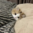 배고팡 이미지