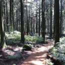 한라산둘레길 사려니숲길 이미지