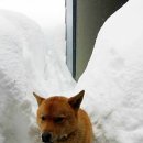 언별1리 이미지