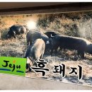 한돈 이미지