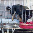 인월동물병원 이미지