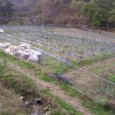 영구농장 이미지