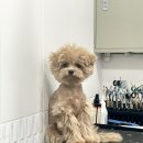 까리하개 이미지