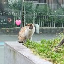센트럴시티 인더시티 | 모던 샤브하우스 센트럴시티점 방문 후기