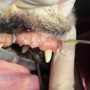 코끼리 동물병원 이미지