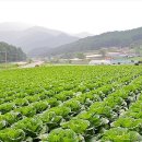 아름다운 대한민국 이야기 8 - 평창 육백마지기들과 고마루 이미지