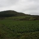 소들의 천국 이미지