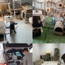 고양이입양소 이미지