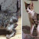 꽃냥이 이미지