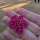 명상길 | 봉은사 매화꽃 봄나들이 코스 매화당 공양간 명상길 그대로 따라가세요