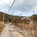 로로 포레