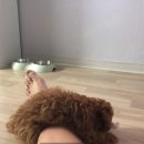 우리집 뽀시래기 모카 2차 접종 맞았어요♡
