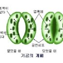 ﻿﻿웃자람(도장)을 방지하기 위한 방법과 엽면시비 이미지