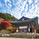 경북 단풍 드라이브 의성 가볼만한곳 고운사 사촌리가로숲