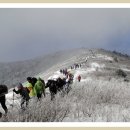 백두산악회 1월 (태백산) 정기산행 및 예약 이미지